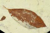 Miocene Fossil Leaf (Cinnamomum) - Augsburg, Germany #139461-2